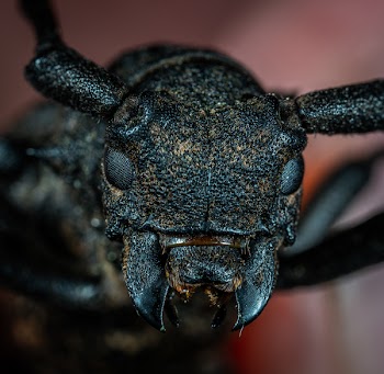 Black Beetle in Macro Photography