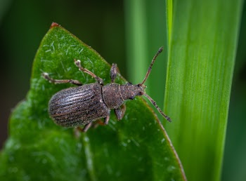 Black Beetle on Green Leaf