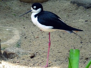 Black Bir