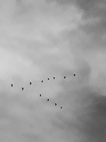 Black Bird Flying in Air