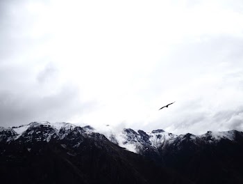 black bird flying near mountains