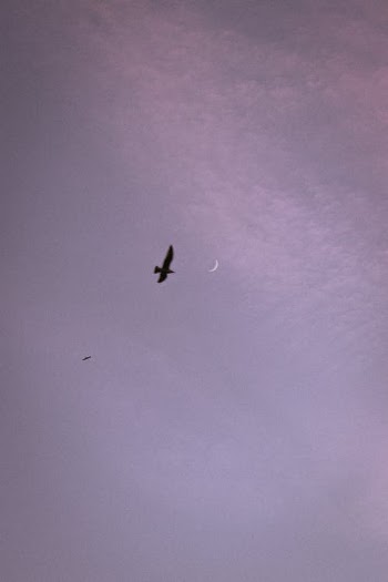 Black Bird Flying on Sky · Free Stock Photo