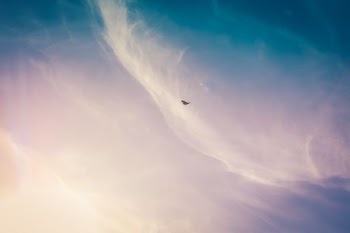 black bird flying on the sky
