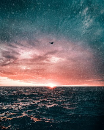 Black Bird Flying Over The Ocean