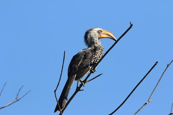 Black Bird in Tree Branch
