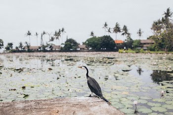 Black Bird Near Pond