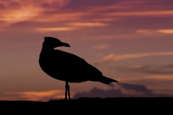 Black Bird on Afternoon View