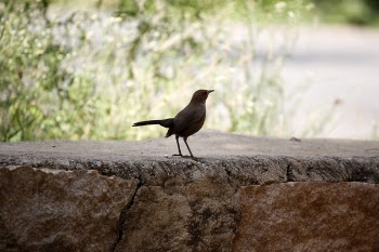 Black Bird on Stone Surface