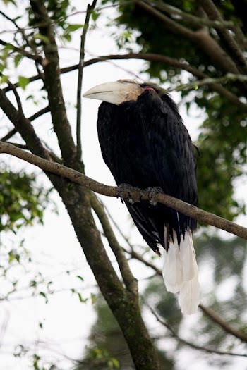Black Bird on Tree Branch