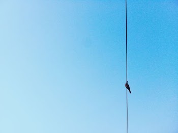 black bird on wire under clear sky