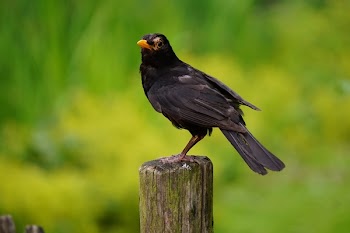Black Bird Perched on Brown Wooden Pedestal Closeup Photography during Daytime