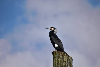 Black Bird Perching on Post
