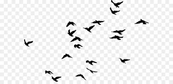 Black birds 