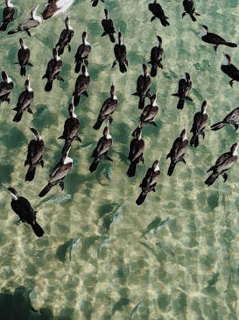 Black Birds Floats on Water