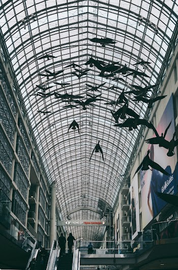 Black Birds Flying Inside Building