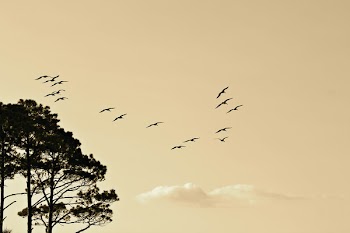 Black Birds Flying Near Black Leaf Tall Trees