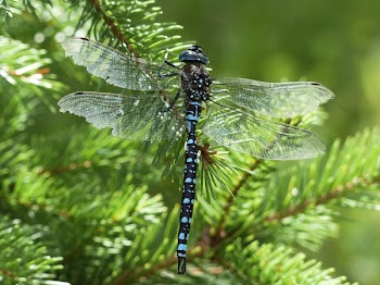 Black Blue and White Dragonfly