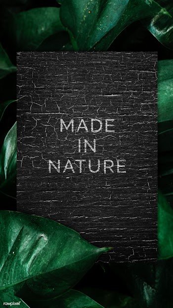 Black board with leaves | Free stock psd mockup - 599778