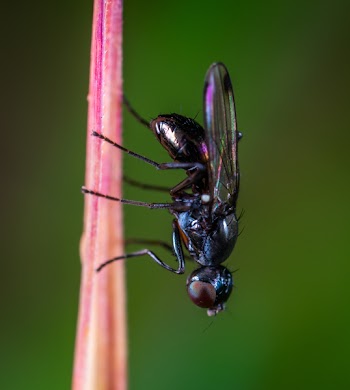 Black Bottlefly on Pink Stem