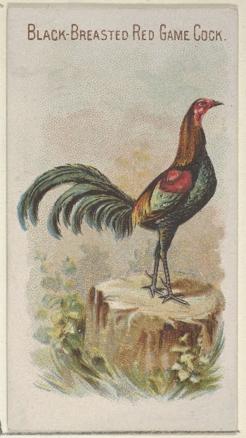 Black-Breasted Red Game Cock, from the Prize | Free Photo - rawpixel