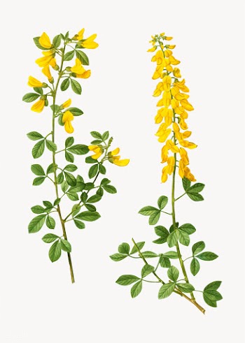Black broom flowers | Free stock vector - 568833