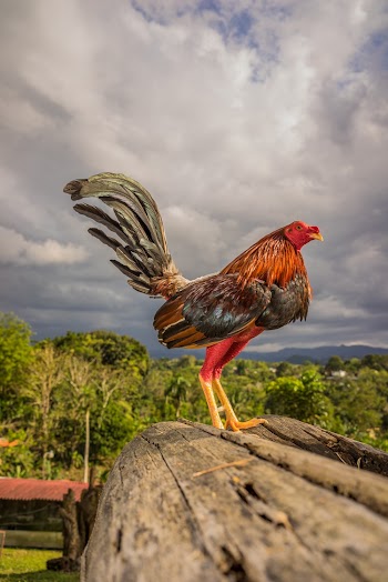 Black, Brown, And Red Rooster