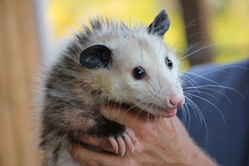 Black Brown and White Animal