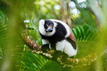 Black, Brown, and White Animal on Tree