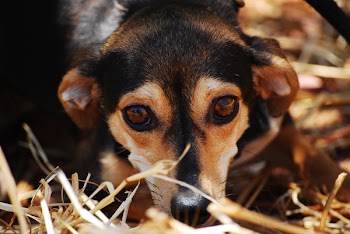 Black Brown Coated Dog on Dried Grass