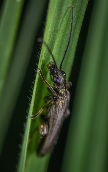 Black Bug