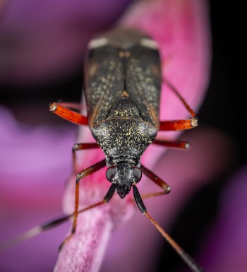 Black Bug in Macro Photography