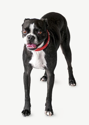 Black bulldog collage element psd | Free PSD - rawpixel