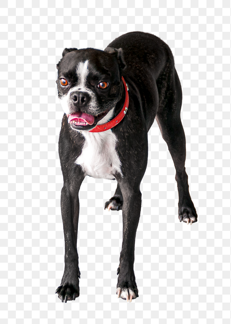 Black bulldog png sticker, transparent | Free PNG - rawpixel
