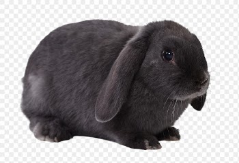 Black bunny png clipart, Holland | Free PNG - rawpixel