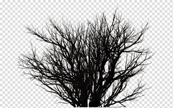 Black bush png 7 » PNG Image