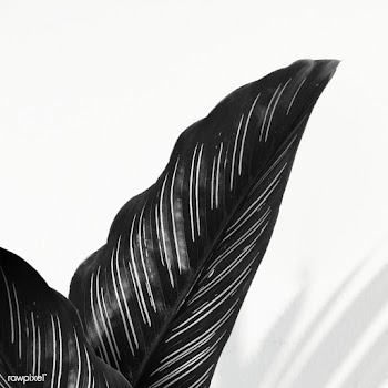 Black calathea majestica albolineata leaf design resource | Free  transparent png - 2280669