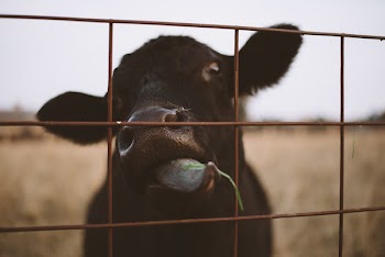 Black Calf Behind Steel Fence