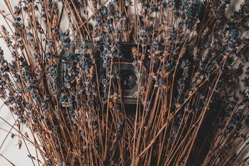 Black Camera Under Brown Twigs