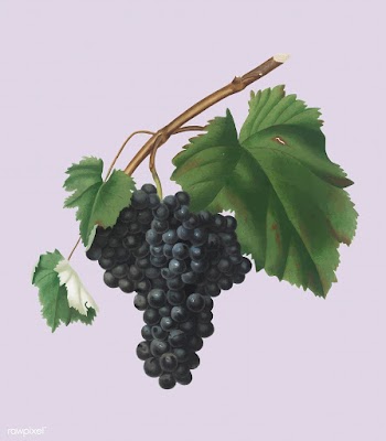 Black Canaiolo grapes from Pomona Italiana il.. | Free stock vector - 488070