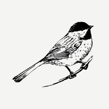 Black-capped chickadee bird clipart, vintage | Free PSD Illustration - rawpixel