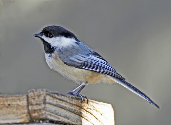 Black Capped Chickadee.JPG