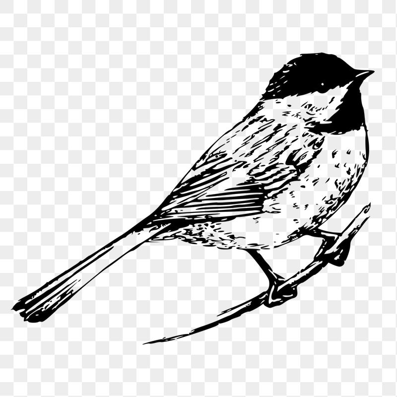 Black-capped chickadee png sticker, vintage | Free PNG - rawpixel