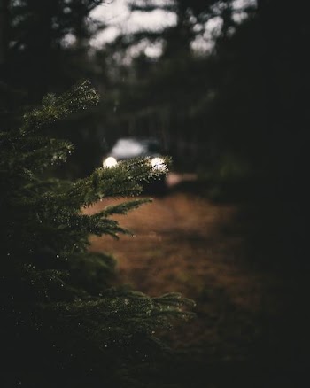 black car between trees
