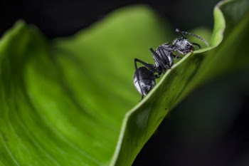Black Carpenter Ant on Leaf in Close-up Photography
