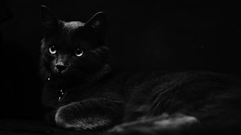 black cat