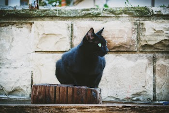 Black cat