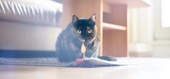 Black Cat