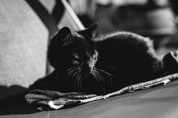 Black cat 2