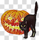 Black cat beside Jack o Lantern illustration transparent background PNG clipart