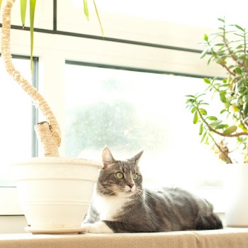 Black Cat Beside Plant